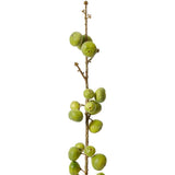 Fig Stem (Green)
