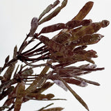 Bean Spray (Brown)