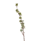 Eucalyptus Seed Spray (Green)