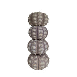 Sputnik Sea Urchin (Pack of 4)