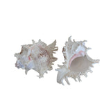 Murex Ramosus Shell