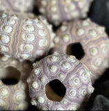 Sputnik Sea Urchin (Pack of 4)