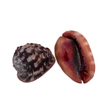Cassia Rufa Shell