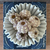 Sputnik Sea Urchin (Pack of 4)