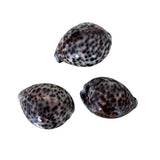 Cyprea Tigris Shells (Pack of 2)
