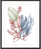 Seaweed Collage III