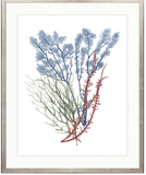 Seaweed Collage I