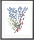 Seaweed Collage I