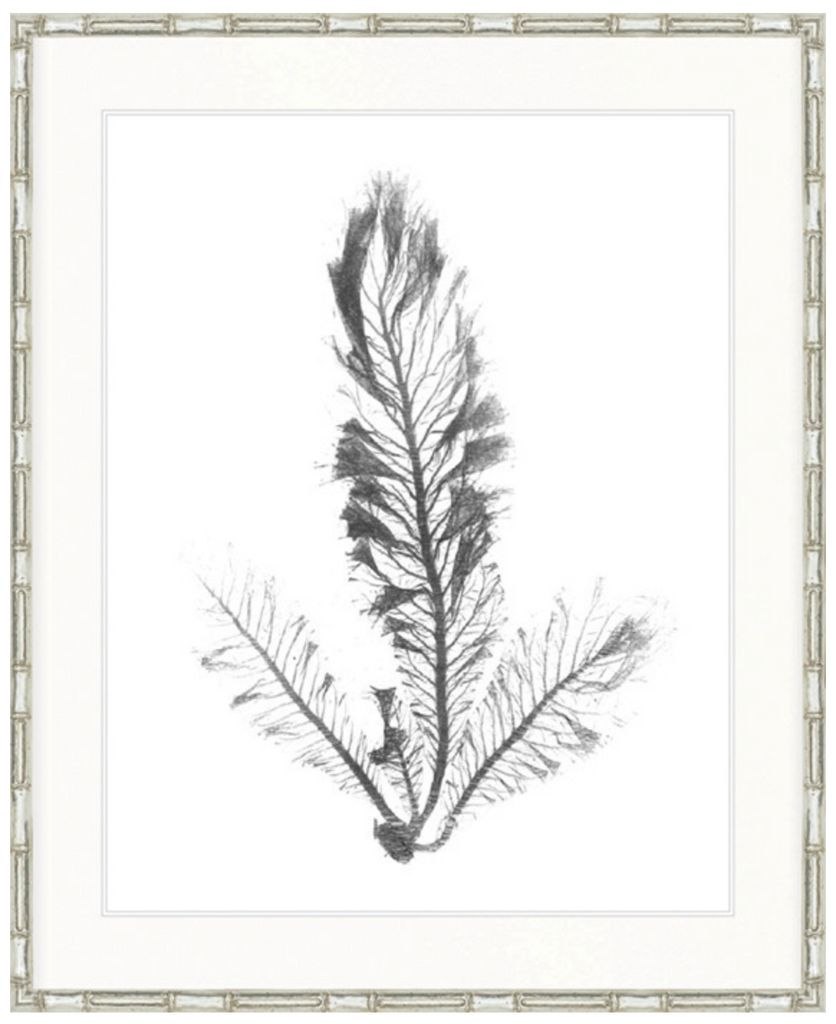 St Germaine Seaweed IV