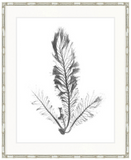St Germaine Seaweed IV