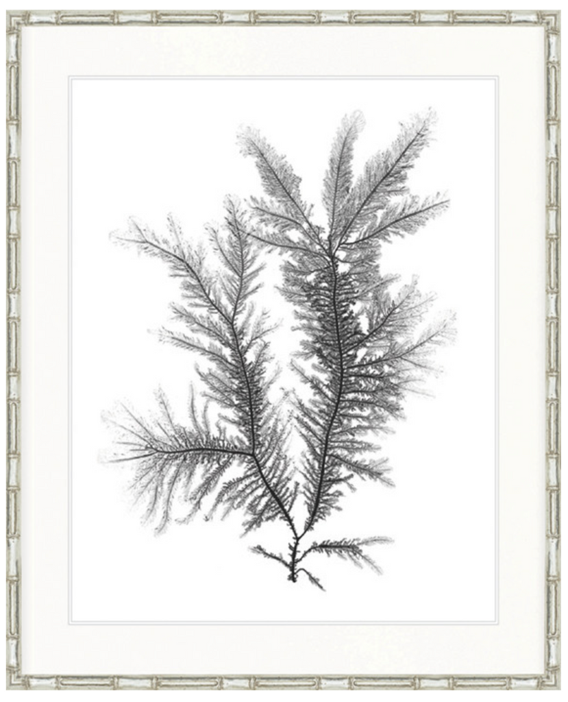 St Germaine Seaweed III