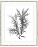 St Germaine Seaweed III