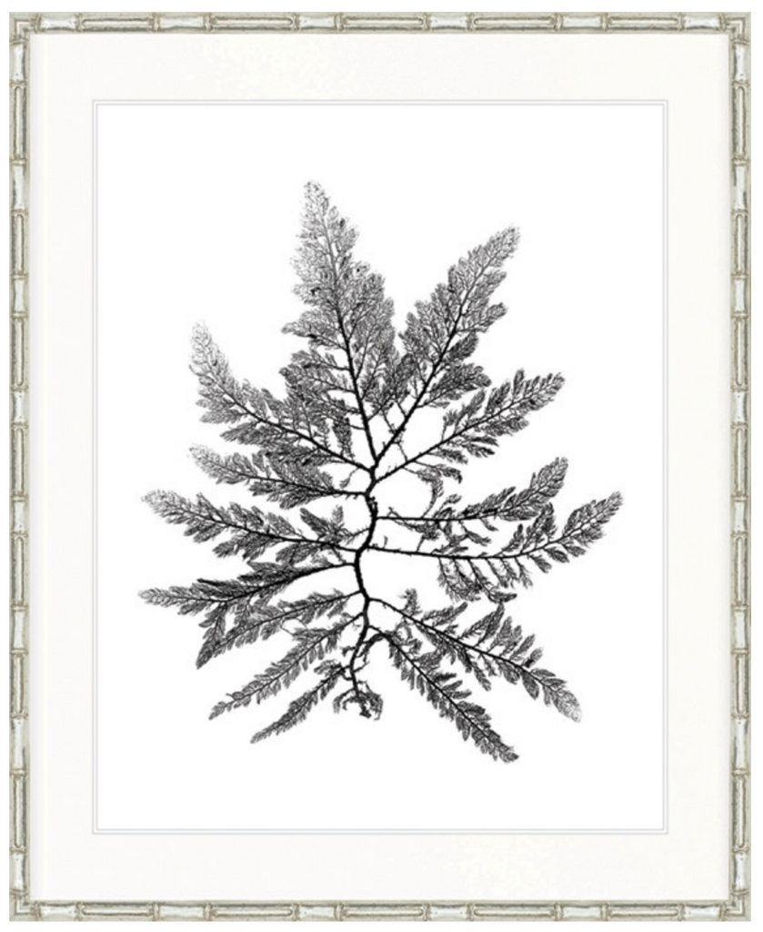 St Germaine Seaweed II
