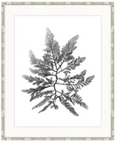 St Germaine Seaweed II