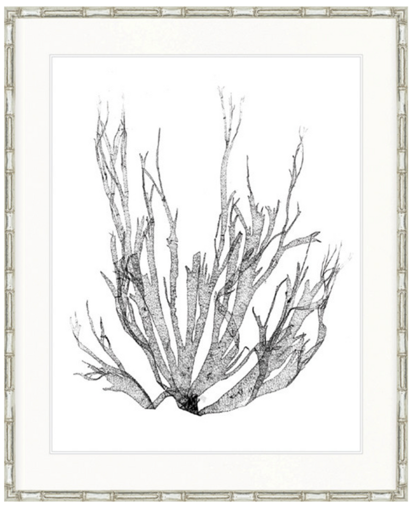 St Germaine Seaweed I