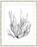 St Germaine Seaweed I