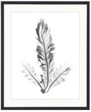 St Germaine Seaweed IV
