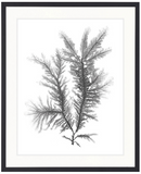 St Germaine Seaweed III