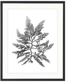St Germaine Seaweed II