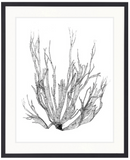 St Germaine Seaweed I