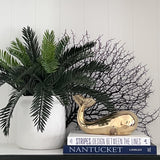 Cycas Bush (Stem)