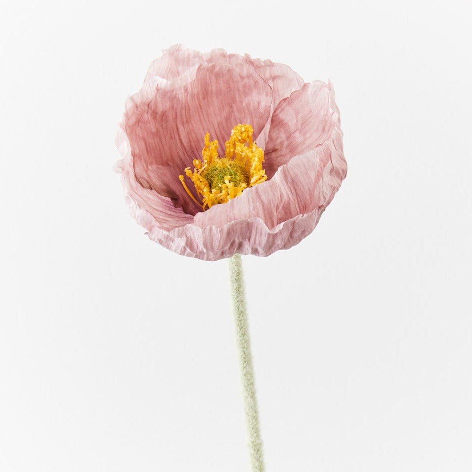 Poppy Stem (Mauve)