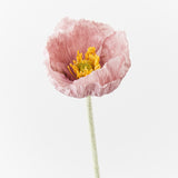 Poppy Stem (Mauve)