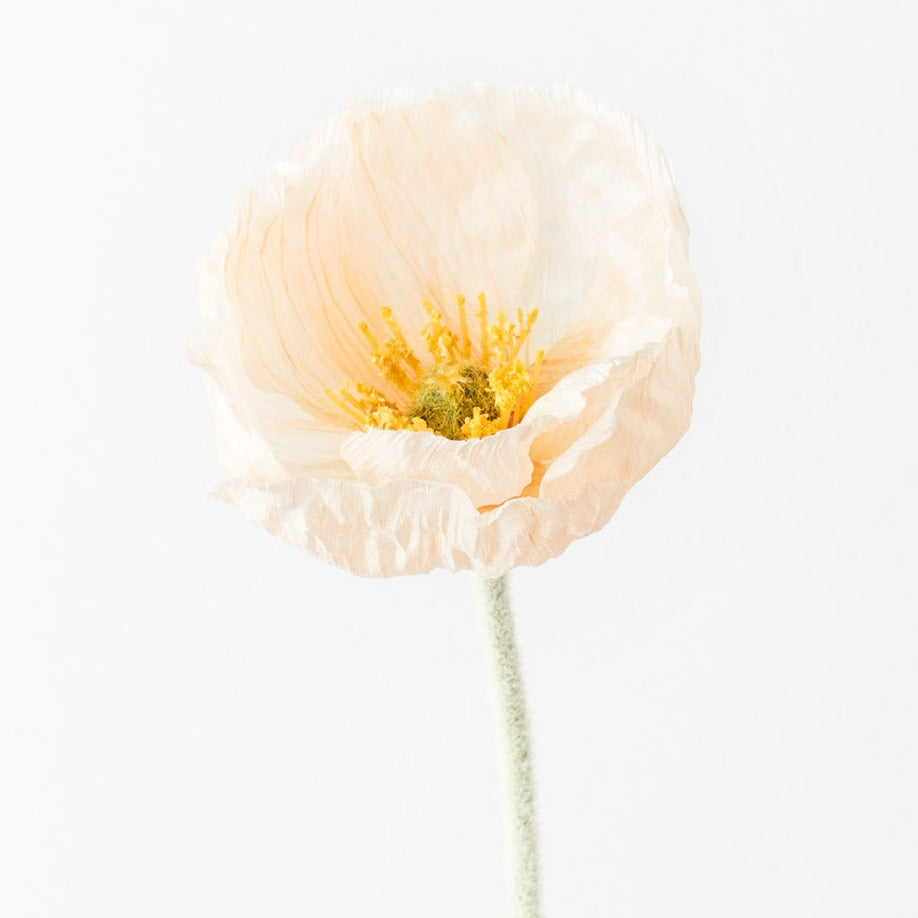 Poppy Stem (Buttercup)