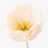 Poppy Stem (Buttercup)