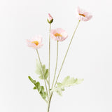 Poppy Spray (Light Pink)