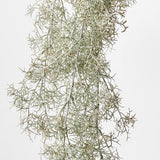Spanish Moss Hanging Bush