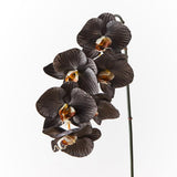 Phalaenopsis Orchid Stem (Infused Black - Large)