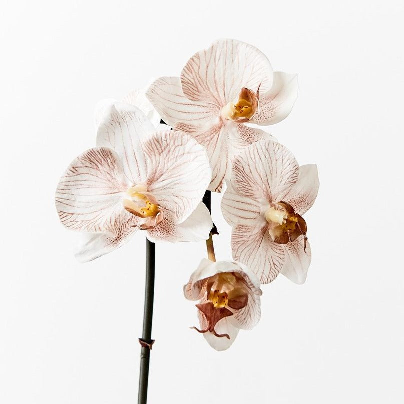 Phalaenopsis Orchid Stem (Infused Natural - Small)