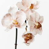 Phalaenopsis Orchid Stem (Infused Natural - Small)