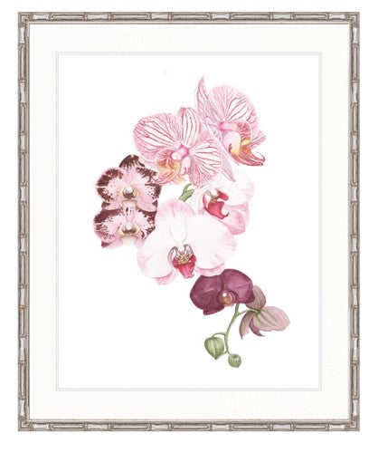 Oriental Orchid No. 1