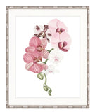 Oriental Orchid No. 2