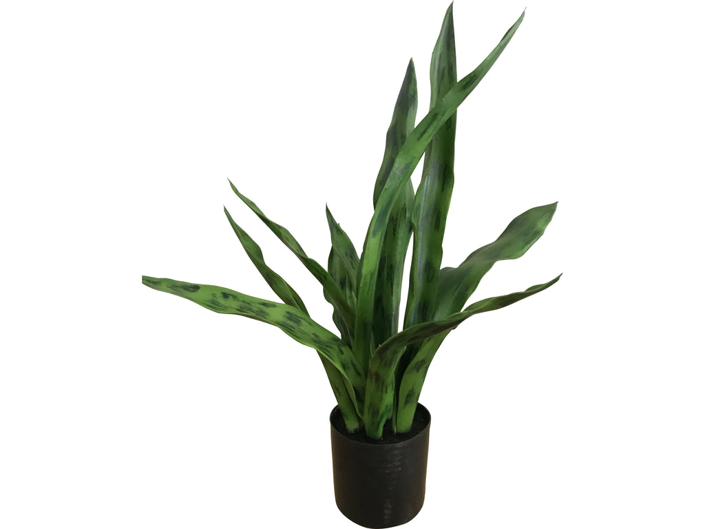 Sanseveria Plant