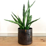 Sanseveria Plant