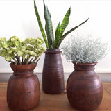 Sanseveria (Stem)