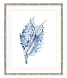 Shell No. 4