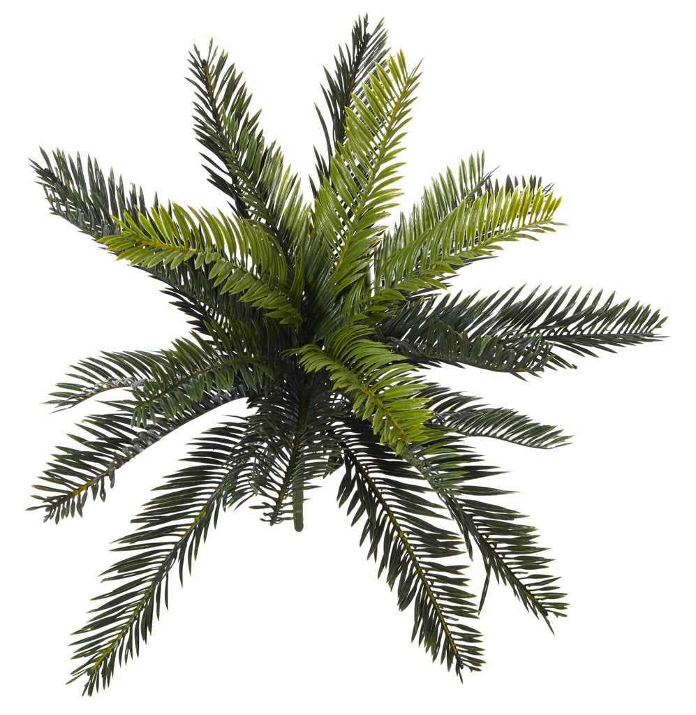 Cycas Bush (Stem)