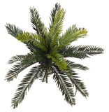 Cycas Bush (Stem)