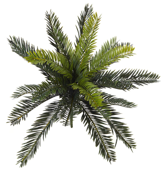 Cycas Bush (Stem)
