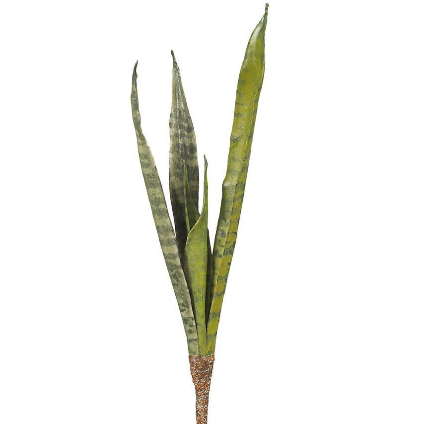 Sanseveria (Stem)