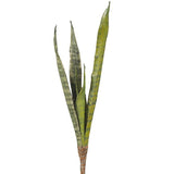 Sanseveria (Stem)