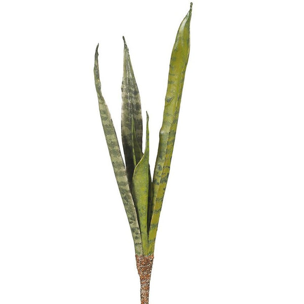 Sanseveria (Stem)