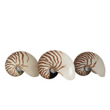 Nautilus Shell