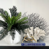 Cycas Bush (Stem)
