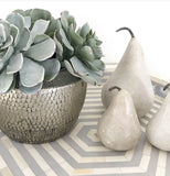 Succulent (Stem)