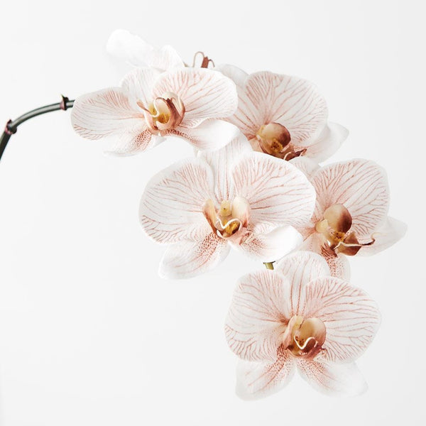 Phalaenopsis Orchid Stem (Infused Natural - Large)